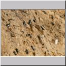 Andrena vaga - Weiden-Sandbiene -07- 01.jpg